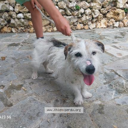 Photo 1/1 Chien retrouvé Trouvé à Mont saint aignan