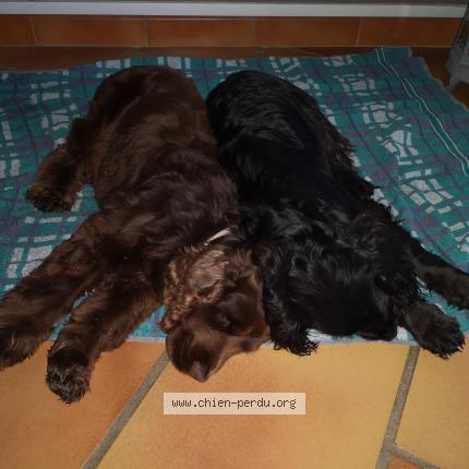 Photo 1/1 Chien retrouvé Perdu à Pechbonnieu