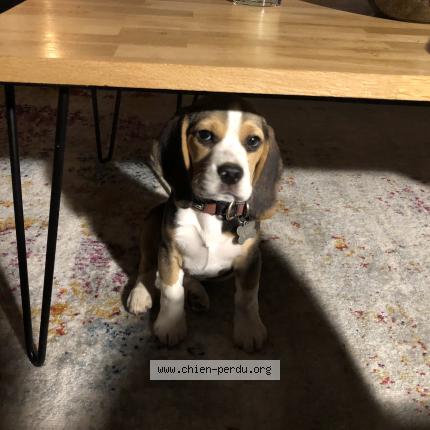 Photo 1/1 Chien retrouvé Perdu à Villefranche du perigord