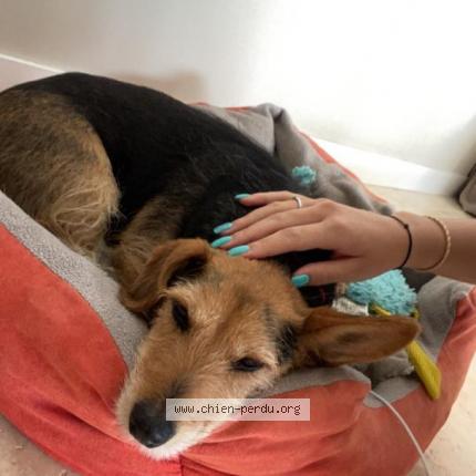 Photo 1/1 Chien retrouvé Perdu à Chateauneuf du pape