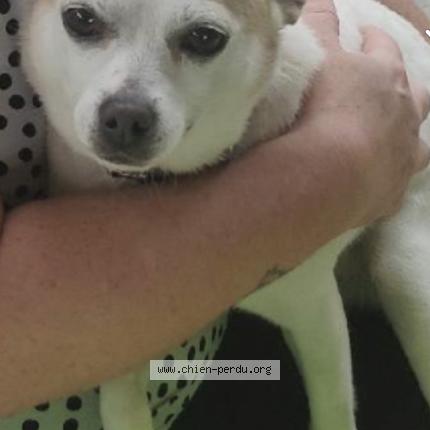 Photo de chien perdu à Bolbec