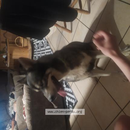 Photo de chien trouvé à Coise