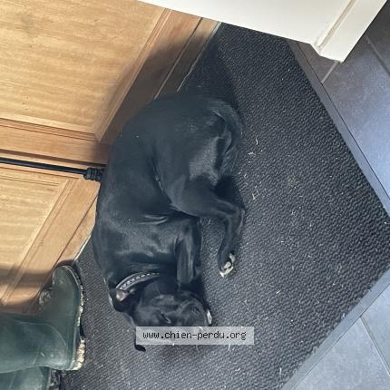 Photo 1/1 Chien retrouvé Perdu à Vivy