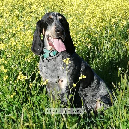 Photo 1/1 Chien retrouvé Perdu à Viols le fort