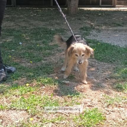 Photo 1/1 Chien retrouvé Trouvé à La seyne sur mer