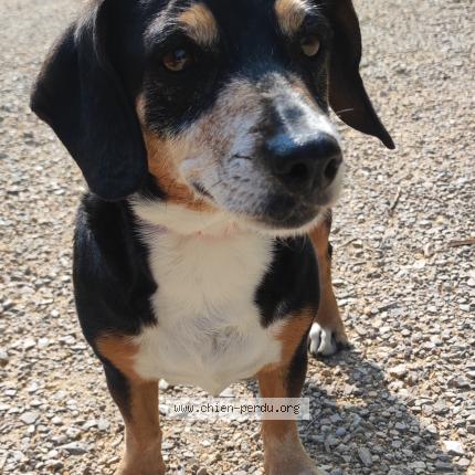 Photo 1/1 Chien retrouvé Trouvé à St martin de londres