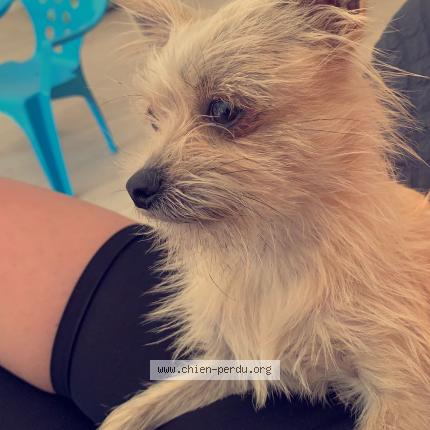 Photo de chien perdu à Saint Herblain
