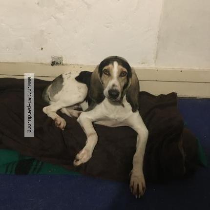 Photo de chien perdu à Moissat