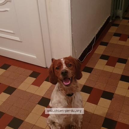 Photo 1/1 Chien retrouvé Perdu à Lourdes