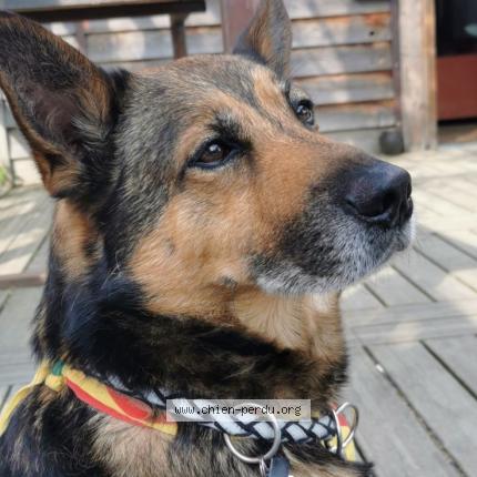 Photo 1/1 Chien retrouvé Perdu à Trelaze