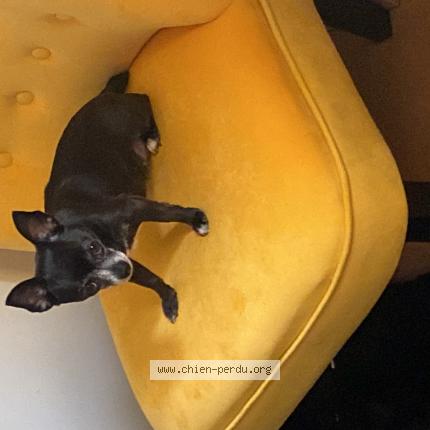 Photo 1/1 Chien retrouvé Perdu à Nantes