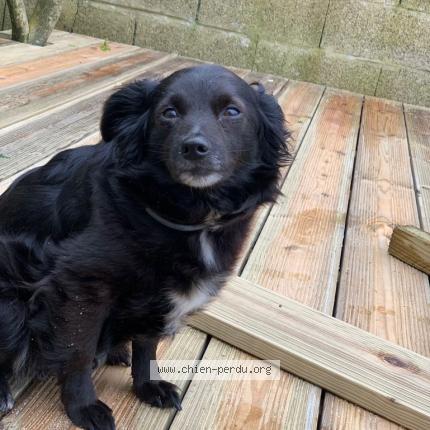 Photo 1/1 Chien retrouvé Perdu à Plougastel daoulas