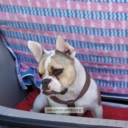 Photo 1/1 Chien retrouvé Perdu à Sauternes