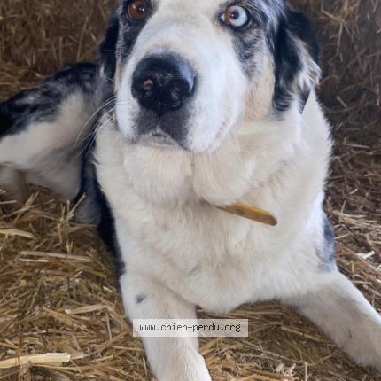 Photo 1/1 Chien retrouvé Perdu à St martin de sanzay