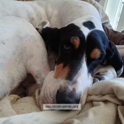 Photo 1/1 Chien retrouvé Perdu à Vesoul