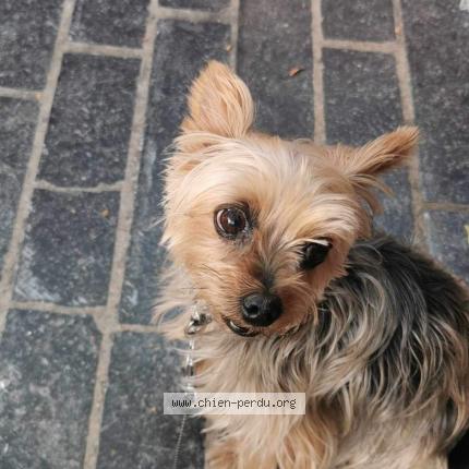 Photo 1/1 Chien retrouvé Perdu à Vincennes