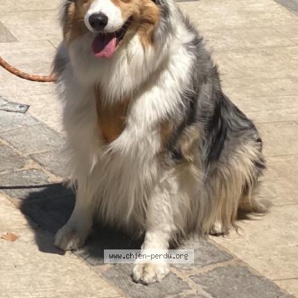 Photo de chien perdu à Charmes Sur Rhone