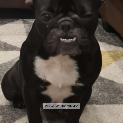 Photo de chien perdu à Albias