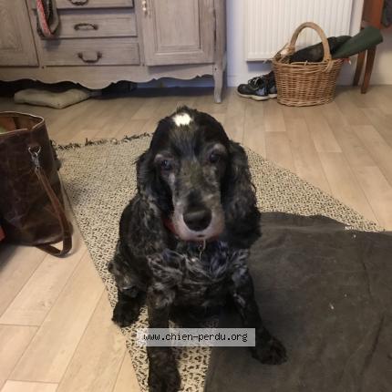 Photo 1/1 Chien retrouvé Perdu à Rouen