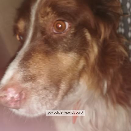 Photo de chien perdu à Gaillac