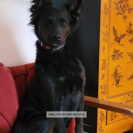 Photo de chien perdu à Noisy Le Grand