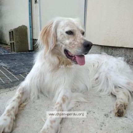 Photo 1/1 Chien retrouvé Perdu à Madiran