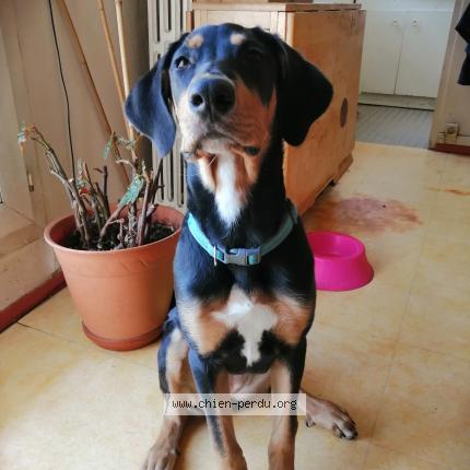 Photo 1/1 Chien retrouvé Perdu à Le kremlin bicetre