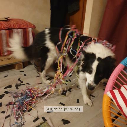 Photo 1/1 Chien retrouvé Perdu à St julien sur ressouze