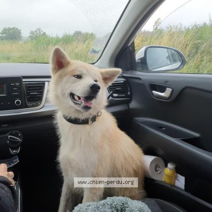 Photo de chien perdu à Nevers