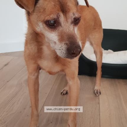 Photo 1/1 Chien retrouvé Perdu à Gujan mestras