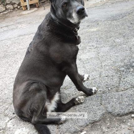 Photo 1/1 Chien retrouvé Perdu à Plaissan