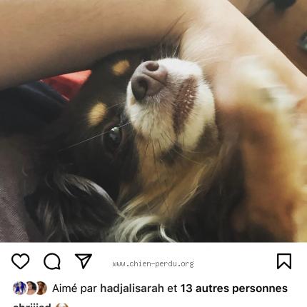 Photo de chien perdu à Courcourone