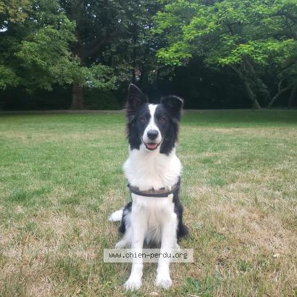 Photo 1/1 Chien retrouvé Perdu à Lectoure