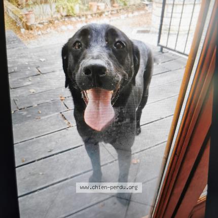 Photo 1/1 Chien retrouvé Perdu à St cricq