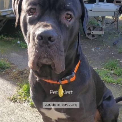 Photo 1/2 Chien retrouvé Perdu à Sixt sur aff