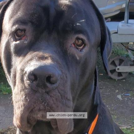 Photo 2/2 Chien retrouvé Perdu à Sixt sur aff