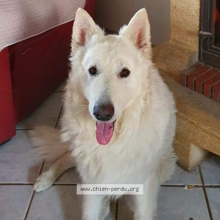 Photo 1/1 Chien retrouvé Perdu à Saran 45770
