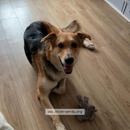 Photo de chien perdu à Poisy