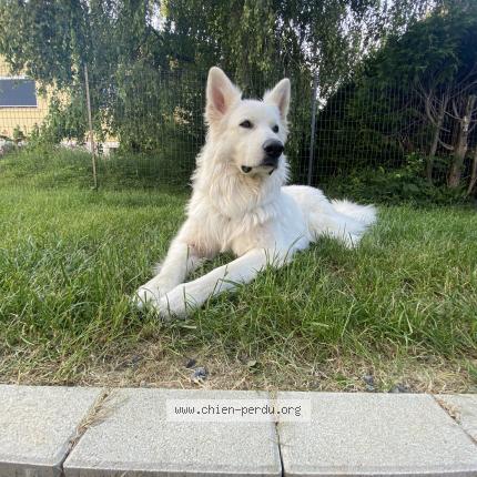 Photo 1/1 Chien retrouvé Perdu à Urcerey