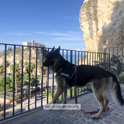 Photo de chien perdu à Le Poet Celard