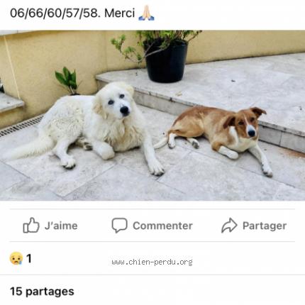 Photo 1/1 Chien retrouvé Perdu à Caussens