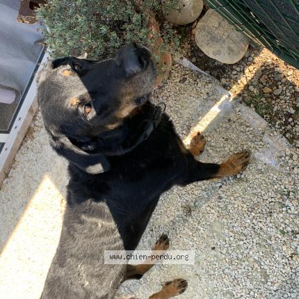 Photo 1/1 Chien retrouvé Trouvé à Chanas