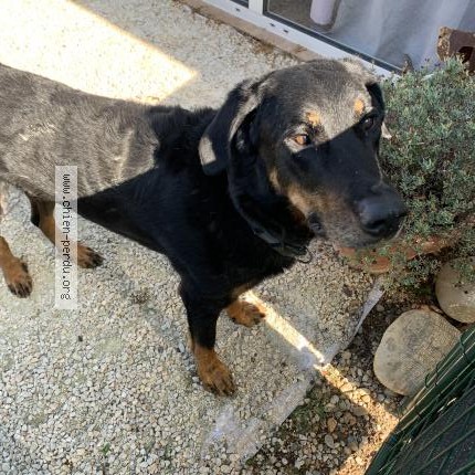 Photo 1/1 Chien retrouvé Trouvé à Chanas
