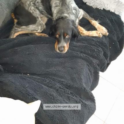 Photo 1/1 Chien retrouvé Perdu à Le muy