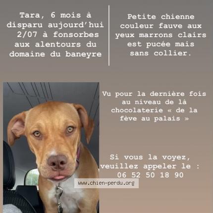 Photo de chien perdu à Fonsorbes