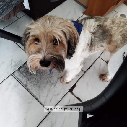 Photo 1/1 Chien retrouvé Perdu à Collegien