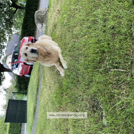 Photo 1/1 Chien retrouvé Trouvé à La motte servolex