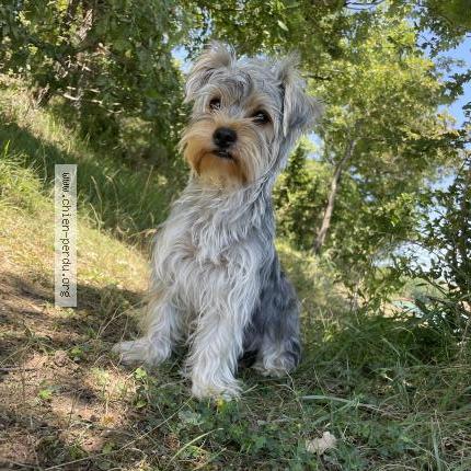Photo 1/1 Chien retrouvé Perdu à Toulouse