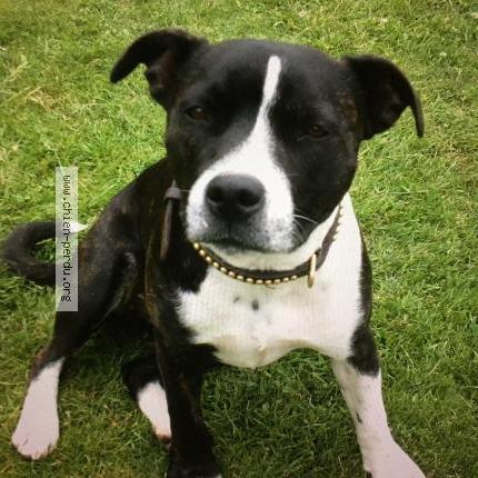 Photo de chien perdu à Fromental