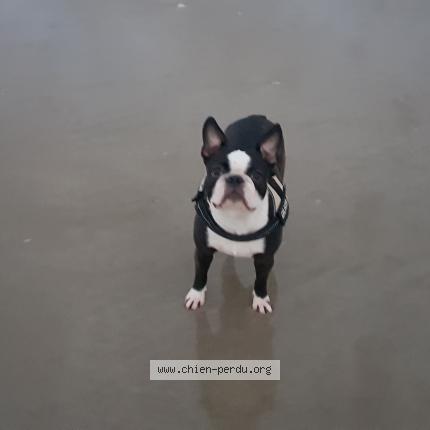 Photo de chien perdu à Landevant